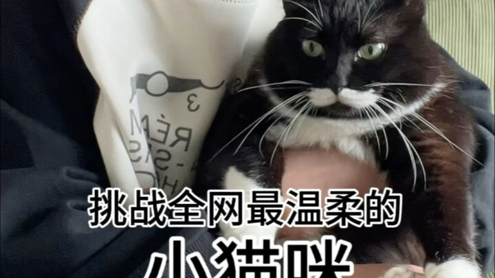 Tantangan: Kucing Kecil Paling Lembut di Seluruh Internet