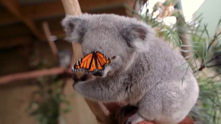 Con bướm đậu lên mặt gấu koala, gấu koala: Đây là cái gì vậy???