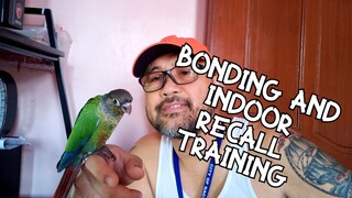 Bonding and indoor recall training with my Green Checked Conure