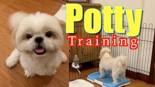 How to Potty Train A Shih Tzu Dog- So Smart & So Cute!