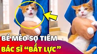 Cười xỉu khoảnh khắc bé Mèo 'GIẬT BẮN NGƯỜI' khi được sen đưa đi 'TIÊM NGỪA' 😂 Gâu Đần