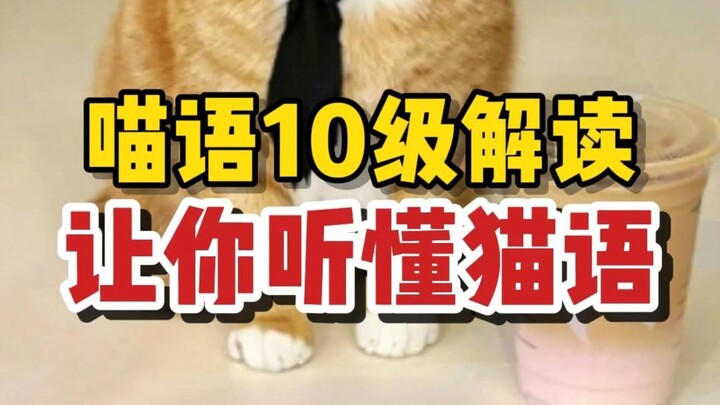 تفسير لغة القطط بمستوى 10: افهم مشاعر قطتك في لحظة!