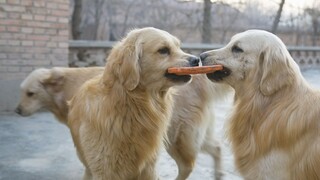 كلاهما من فصيلة Golden Retrievers، ولكن الفرق بينهما كبير جدًا!