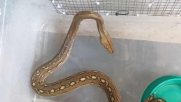 Phantom #reticulatedpython  #snakes #ahas #snake