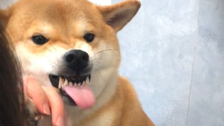 Chai Chai hampir mengumpat saat dia memotong kukunya.