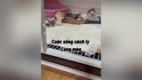 Hế lô  mèo cute cat