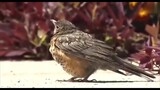 Hewan|Dua Menit Sebelum Burung Kecil Mati