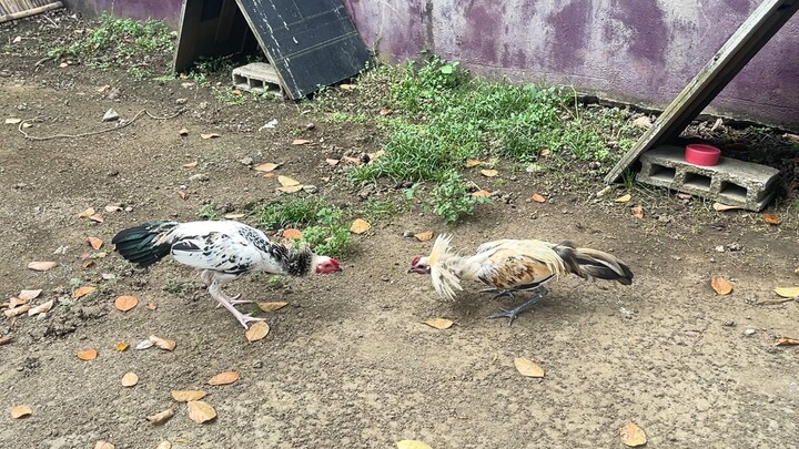 Consistent sa pagiging angat ang laro