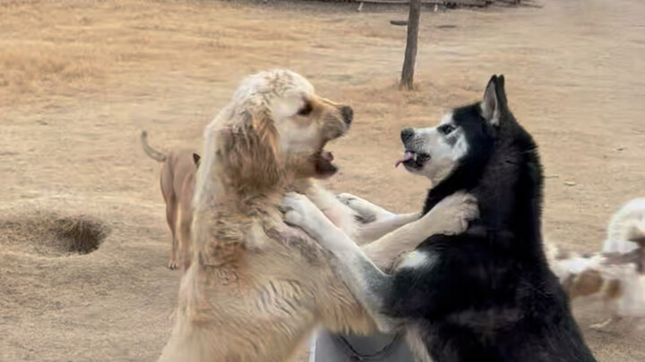 Not going home for the New Year: A day in the life of caring for over 40 stray dogs in a small court