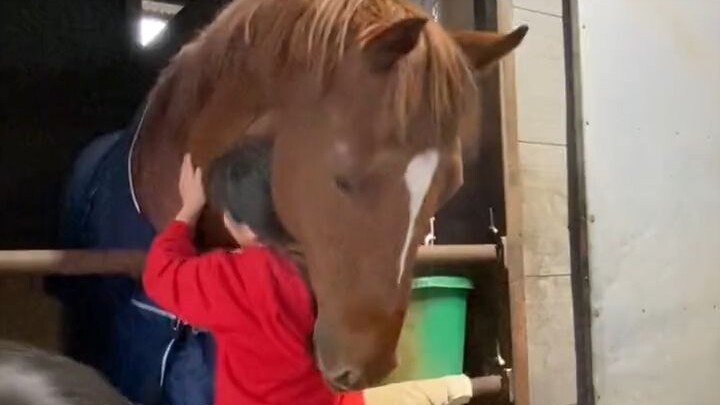 A horse that is very friendly to children