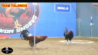 Sabong Part-30 Red Vs Red