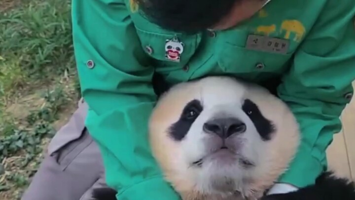 【Giant Panda Fu Bao】My big baby snuggled in Grandpa’s arms, looking just like a giant stuffed toy!