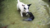 😍Otters play and swim with our dog Lucy and a trip to the beach to eat crabs #otters #dog