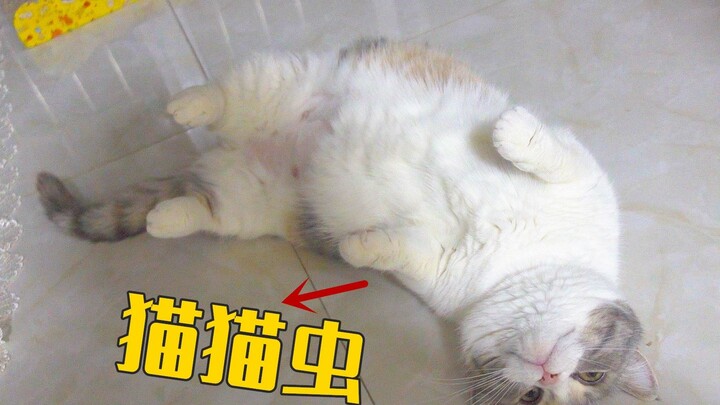 Con mèo cái này đang mang thai 40 ngày và thích làm phiền chủ nhân và tỏ ra rất quyến rũ. Dễ thương 