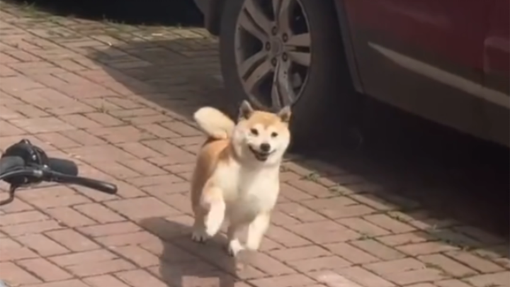 A happy little dog is bouncing and skipping toward you.