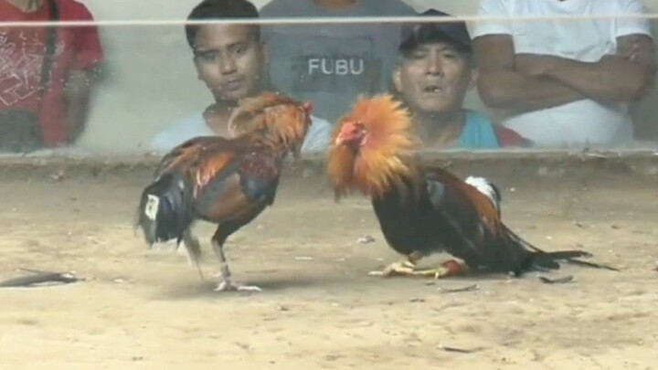 Win🐓 Boston - yellow legged x Gold 9 Months