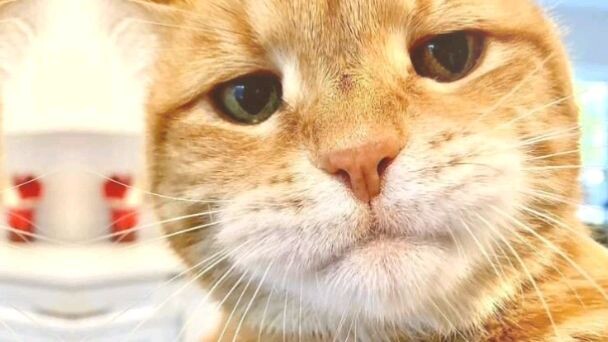 kucing