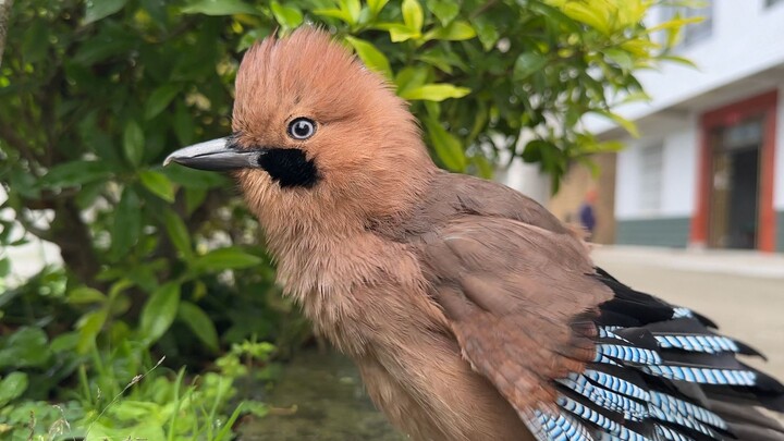 The naughtiest bird in the whole village is either causing mischief or on its way to cause some!
