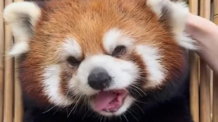الباندا الصغير الذي يرحل بمجرد إعطائه تفاحة صغيرة.. كم هو سهل الخداع!