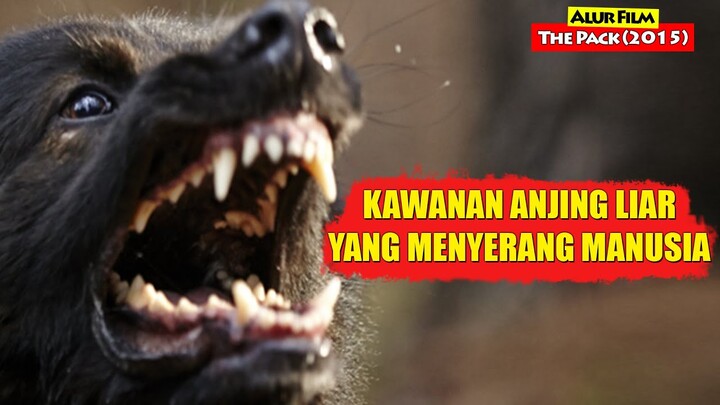 Kawanan Anjing Liar Yang Meneror dan Menyerang Manusia | Alur Cerita Film THE PACK (2015)