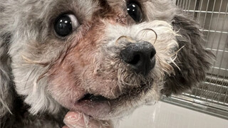 عضة كلب لسلك كهربائي جعلت وجهه منتفخًا مثل رأس خنزير، مثير للشفقة والضحك في آن واحد.