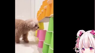 ไป๋ไช่ ชมการแข่งขัน "สุนัขข้ามสิ่งกีดขวาง ความแตกต่างส่วนบุคคลออกมา"