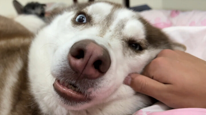 Sao lại có chú husky bám dính thế này, chịu không nổi!