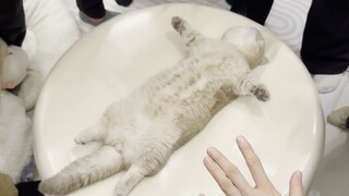 Mèo con: Mở mắt ra đã thấy ai hiểu đây