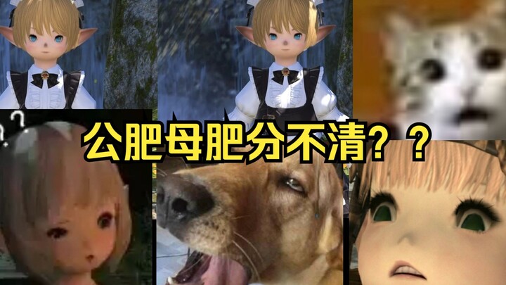 FF14 เฟย์เฟย์สอนวิธีแยกแยะหมูตัวผู้กับหมูตัวเมียในอาลอเซีย