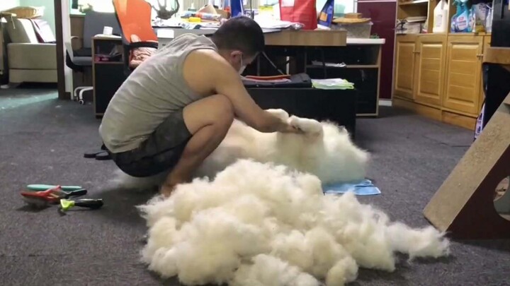 [Hewan]Mencukur anjing Samoyed peliharaan