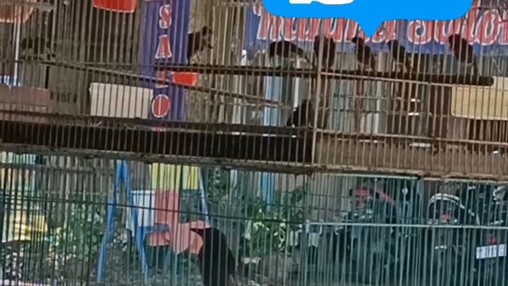 burung ombyokan