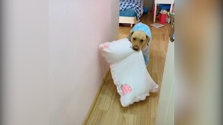 Một chú chó có thể thù dai như thế nào? | MYPET