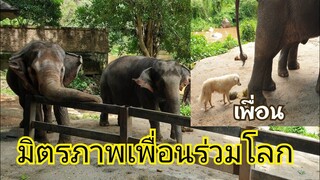 ช้างกับหมาเป็นเพื่อนกัน