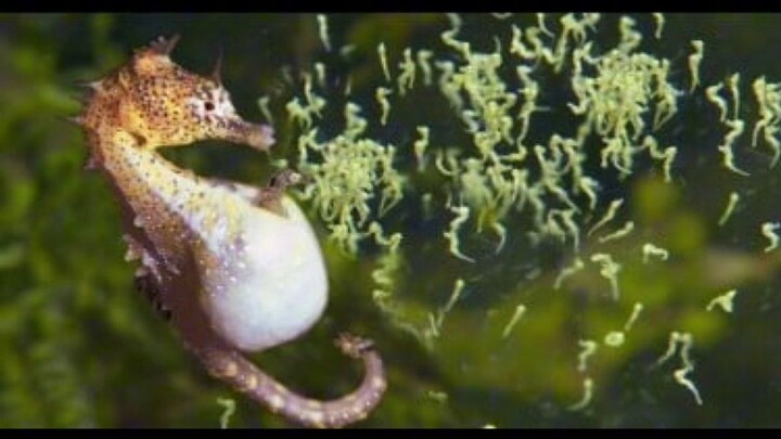 fakta unik kuda laut part 1