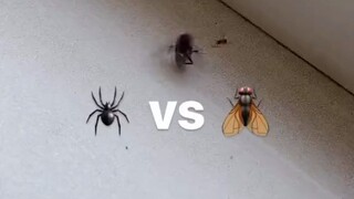 Laba-laba vs Lalat, lihatlah apa yang disebut "menggunakan kekuatan kecil untuk mengendalikan yang b