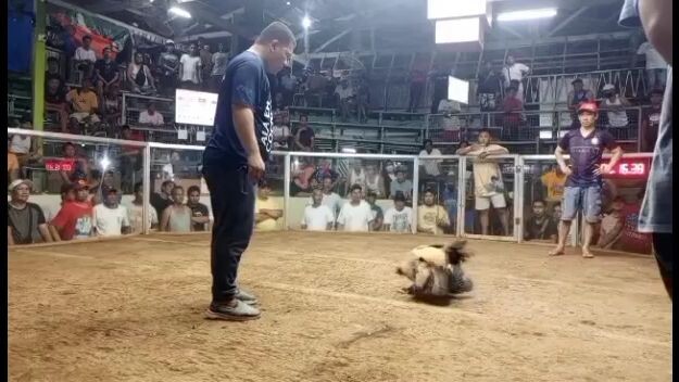 animal harm climer###