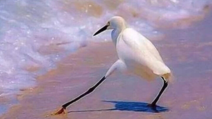 The Egret Is a Nervous, Whimsical Poem!