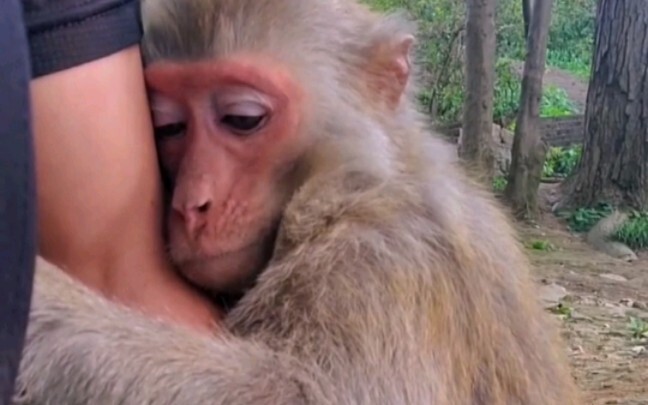 A Female Monkey Courting