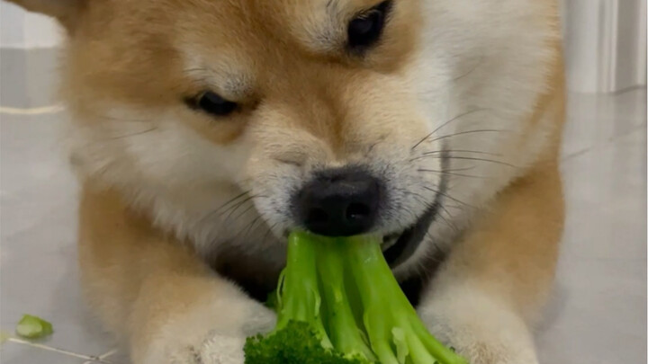 Here’s the super-long puppy mukbang video you’ve been asking for—hope you enjoy it!