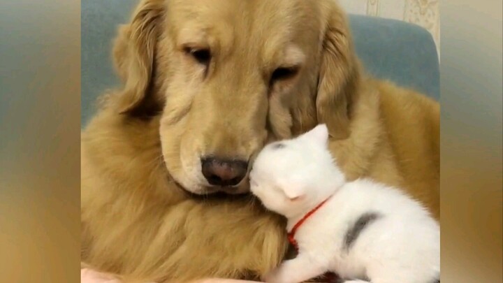Big Golden Retriever and Little Kitten