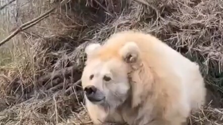 Little Bear