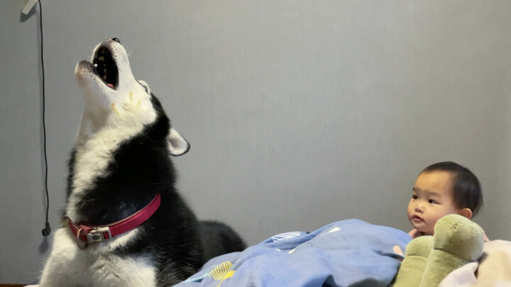 [Animal] [Dog] A Husky's Funny Imitation of a Wolf