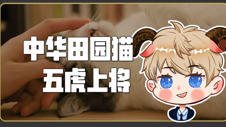 中华田园猫五虎上将，狸花猫，奶牛猫，玄猫，橘猫，三花猫