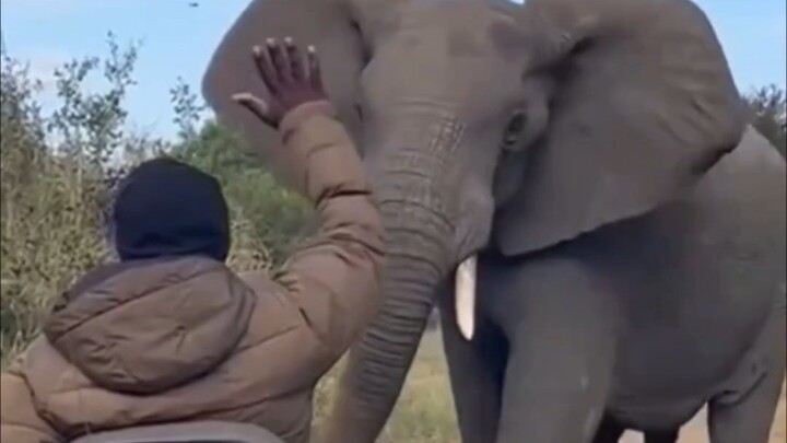 Elephant: He's clearly full of weaknesses, so why do I feel like I'll be finished as soon as I make 