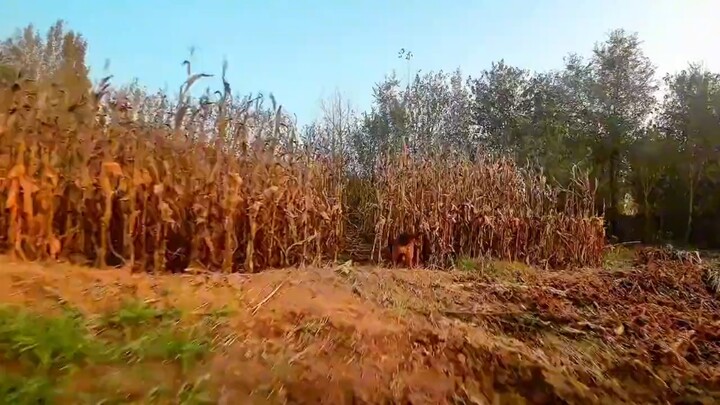 Gouzi: Hari ini ketemu hantu!
