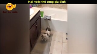 Hài hước thú cưng gia đình p16