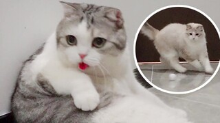 Who would have thought that this little ping-pong game would simultaneously help me acquire both Wol