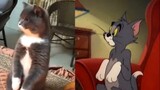 [ทอมแอนด์เจอร์รี่] เทียบให้เห็นชัดๆระหว่างแมวของจริงกับการ์ตูนไปเลย