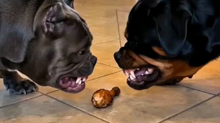 two big dog