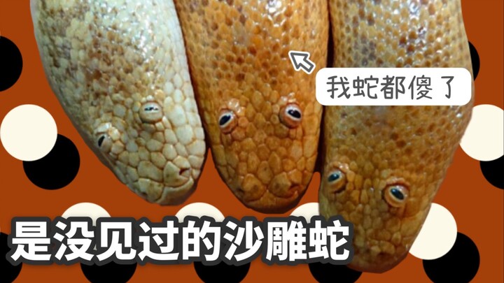 Huh?! It’s a sand sculpture snake I’ve never seen before! The world’s cutest and ugliest creature.